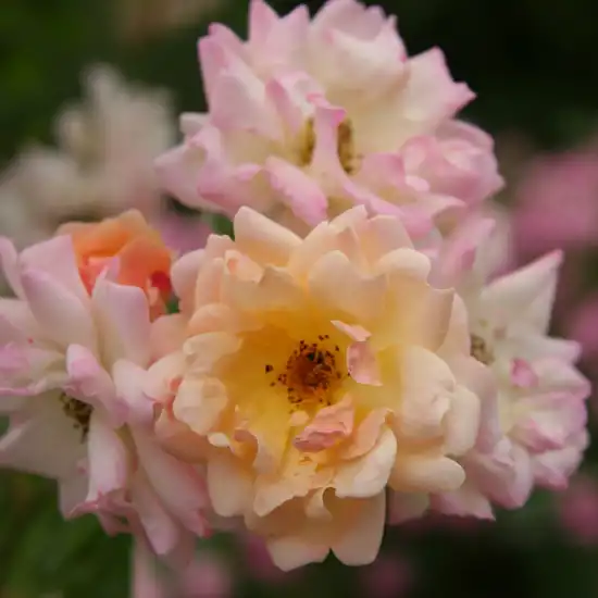 Trandafiri climber - Trandafiri - Phyllis Bide - 